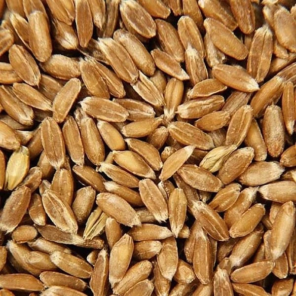 Bouillotte Épeautre Efie® Broderie Otarie - Bouillotte Efie 3 Bouillotte Épeautre Efie® Broderie Otarie - Bouillotte Efie – Image 3